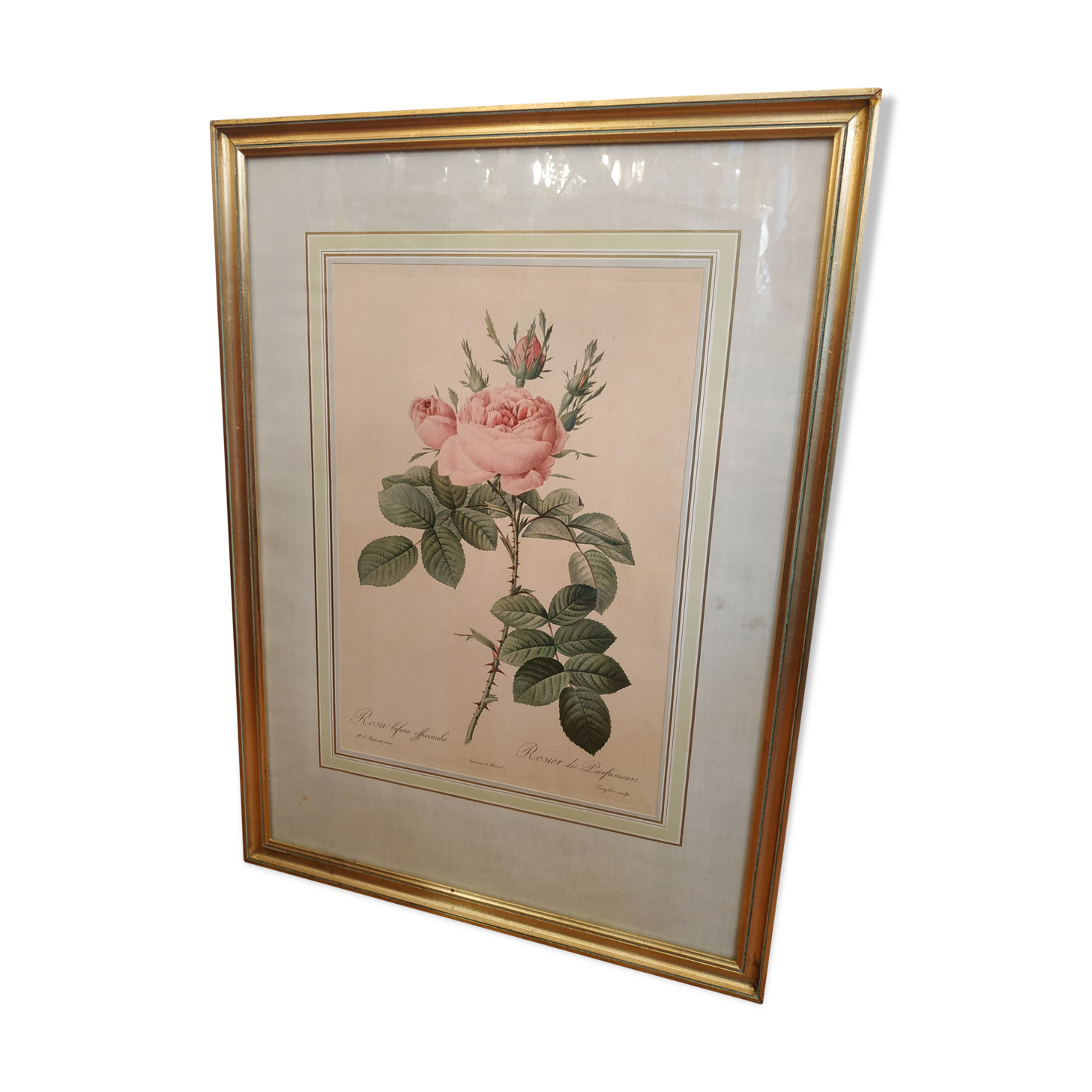 Redoubted Rose Engraving