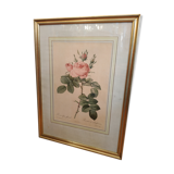Gravure Rose de Redouté