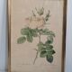 Litho rosier perfumers