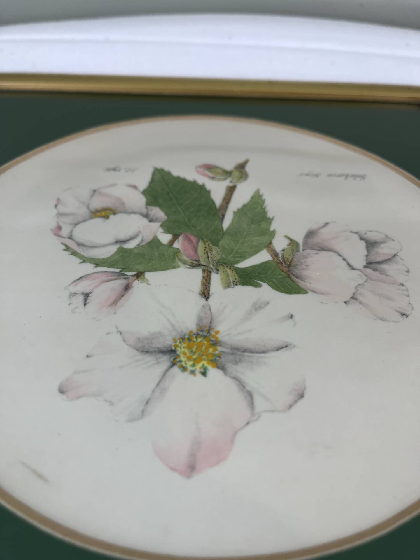 Hand-enhanced botanical plate