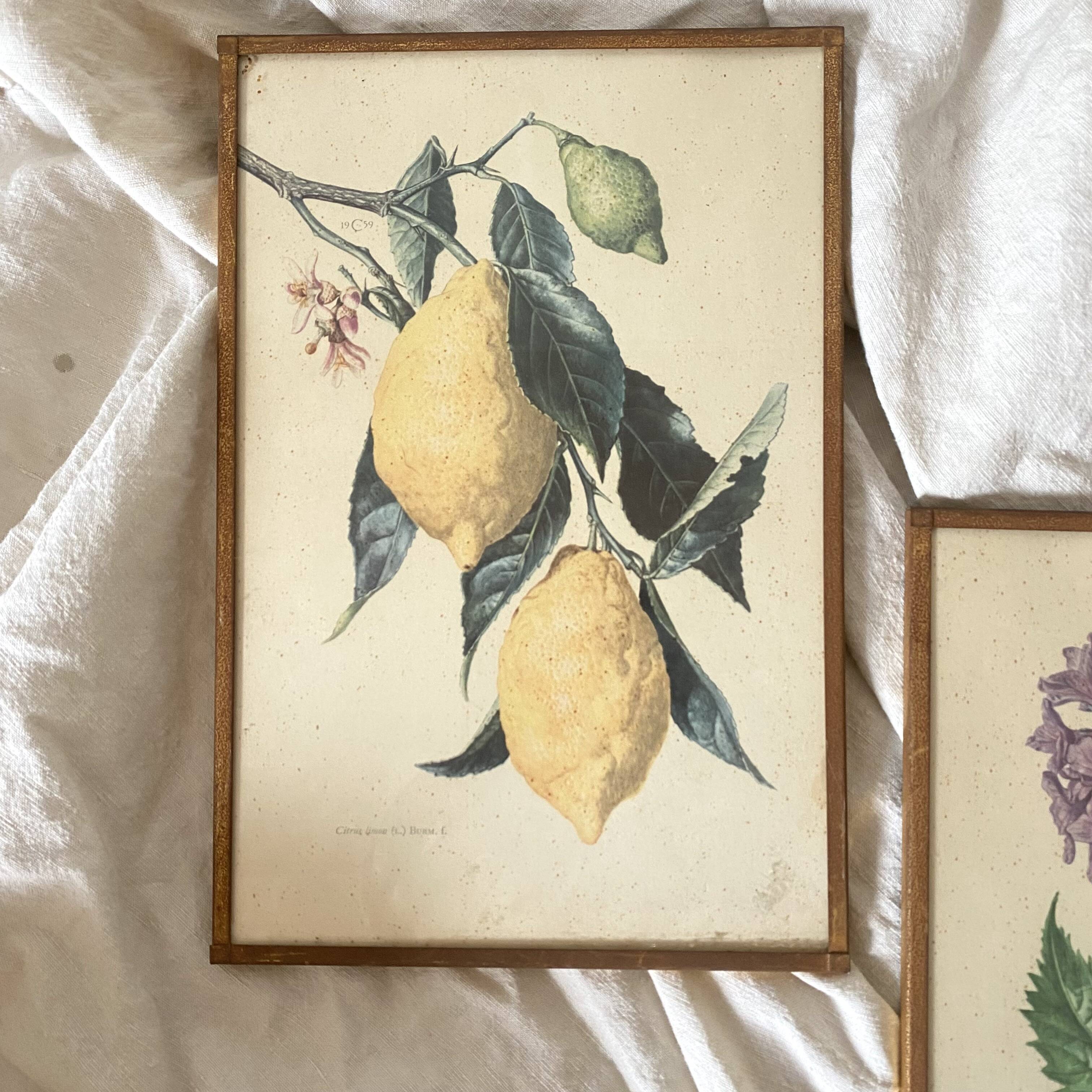 Botanical posters, flower and lemon lithographs, metal frame