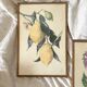 Botanical posters, flower and lemon lithographs, metal frame