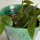 Cache-POT Barbotine GIEN Vintage