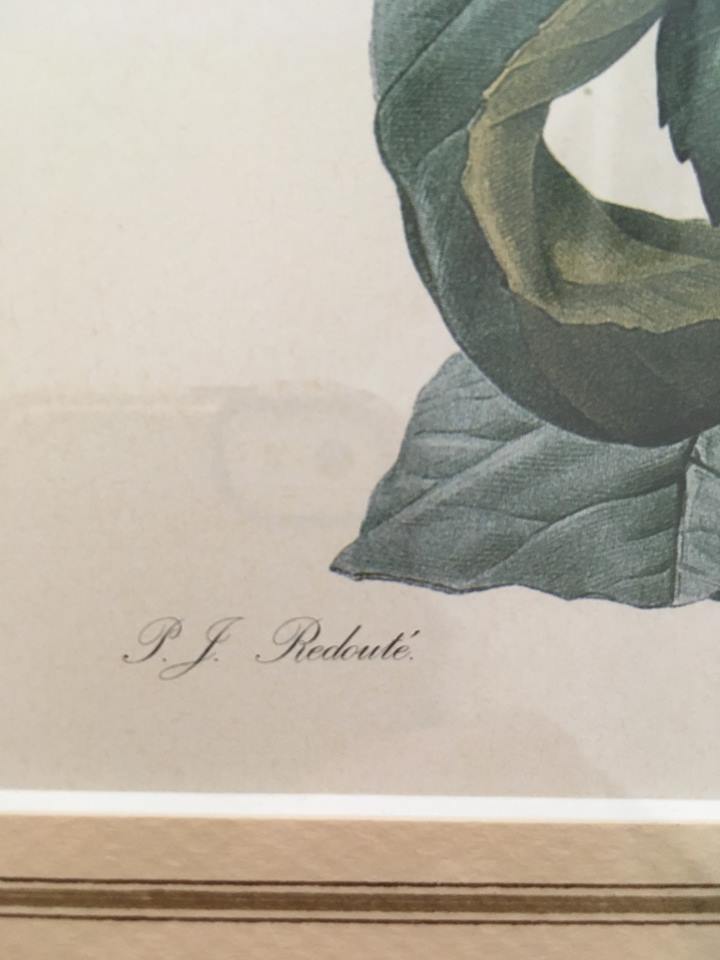 Board of botanical framed "Rosa centifolia rule"