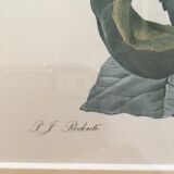 Board of botanical framed "Rosa centifolia rule"