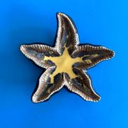 Ceramic starfish