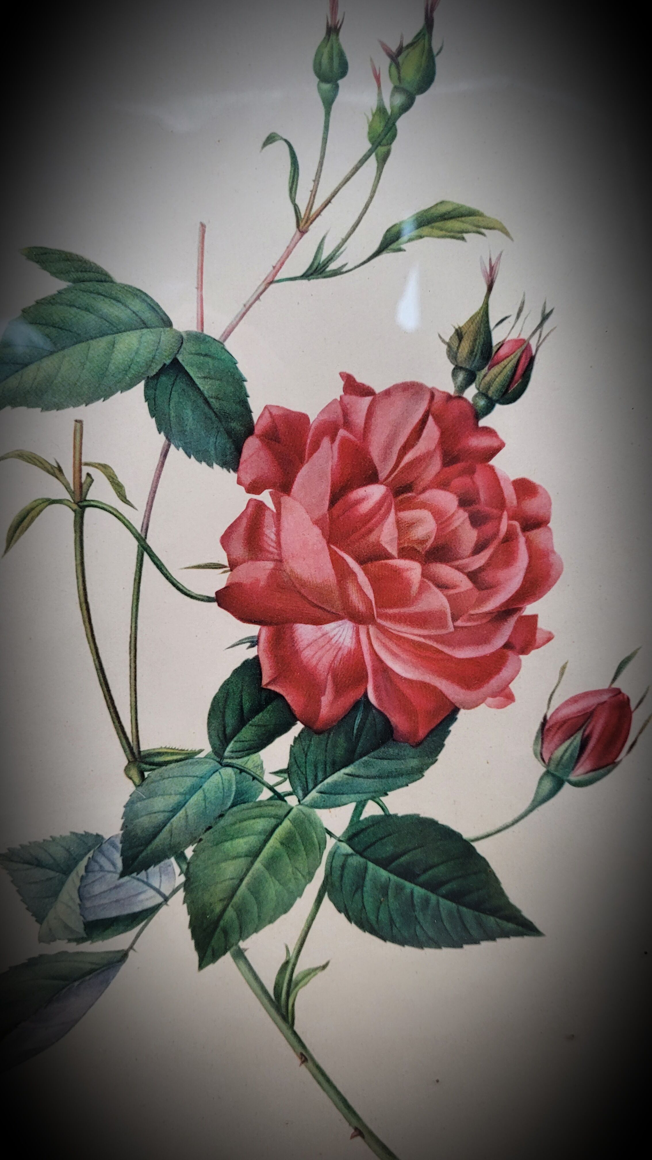 Bengal rose lithograph