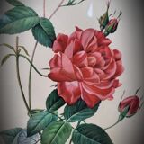 Bengal rose lithograph