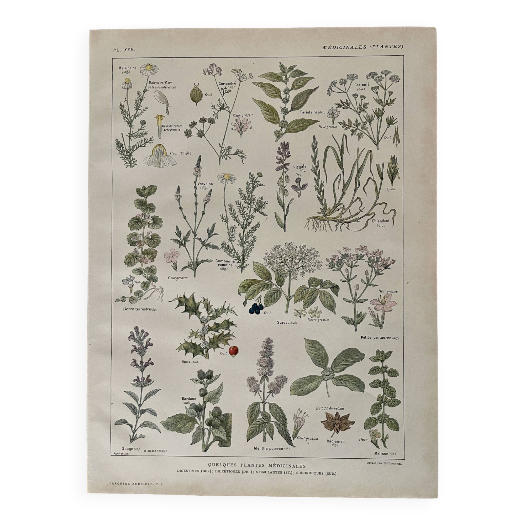 Lithograph medicinal plants (XXV) Chervil Sage Melissa - 1920