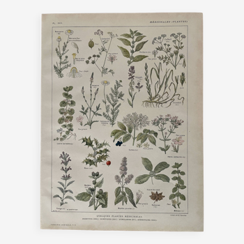 Lithographie plantes médicinales (XXV) Cerfeuil Sauge Melisse - 1920