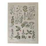 Lithograph medicinal plants (XXV) Chervil Sage Melissa - 1920