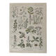 Lithograph medicinal plants (XXV) Chervil Sage Melissa - 1920