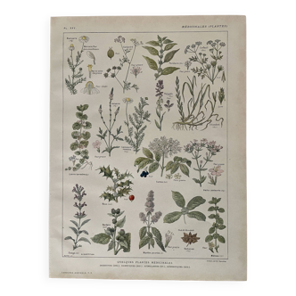 Lithographie plantes médicinales (XXV) Cerfeuil Sauge Melisse - 1920