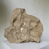 Fossil sedimentary rock and shell