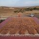 Moroccan Berber rug camel terracotta 300x200 cm – geometric pattern