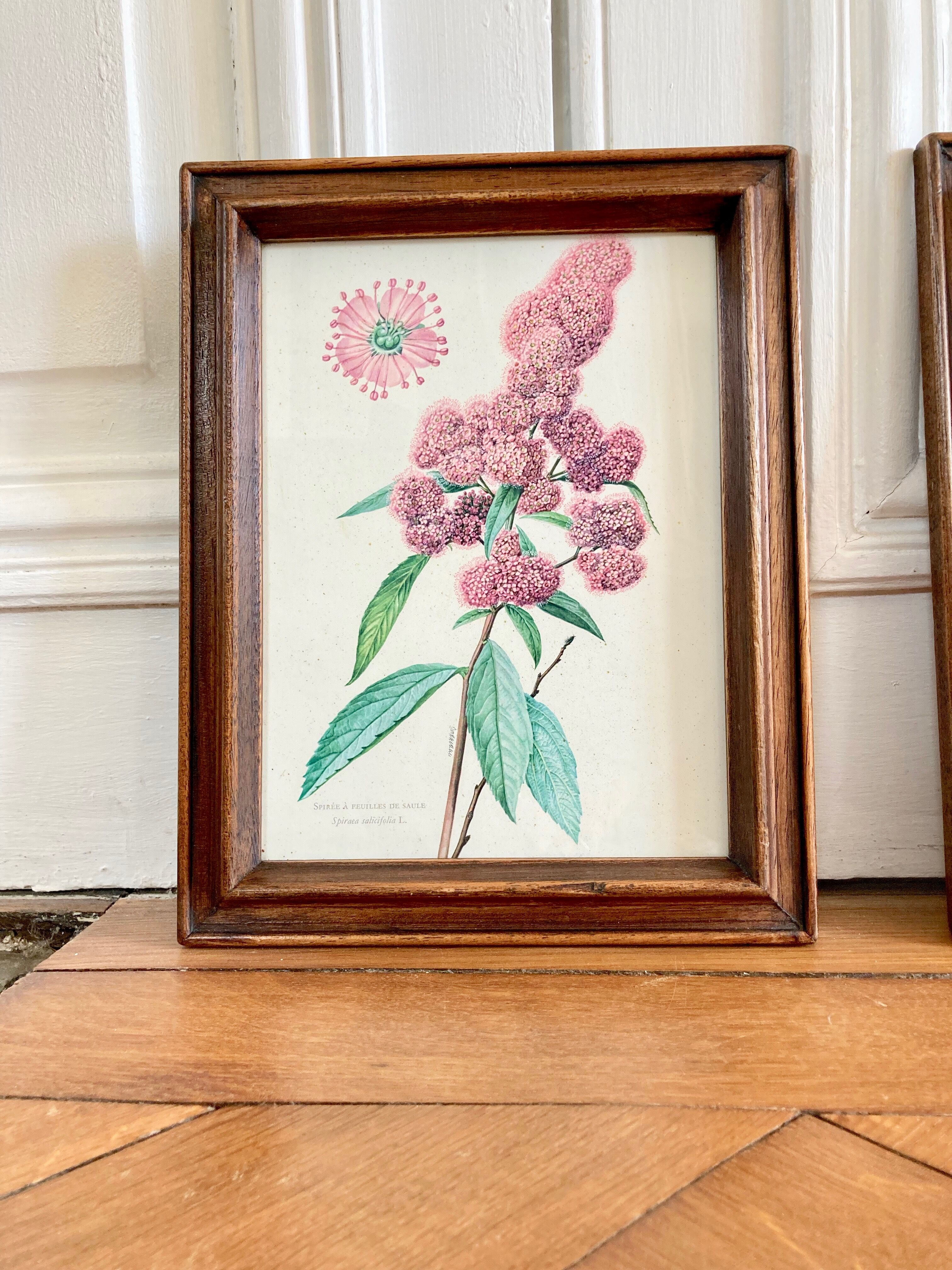 Pair of framed botanical posters