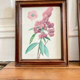 Pair of framed botanical posters