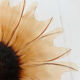 Plat tournesol en verre moulé pressé circa 1960