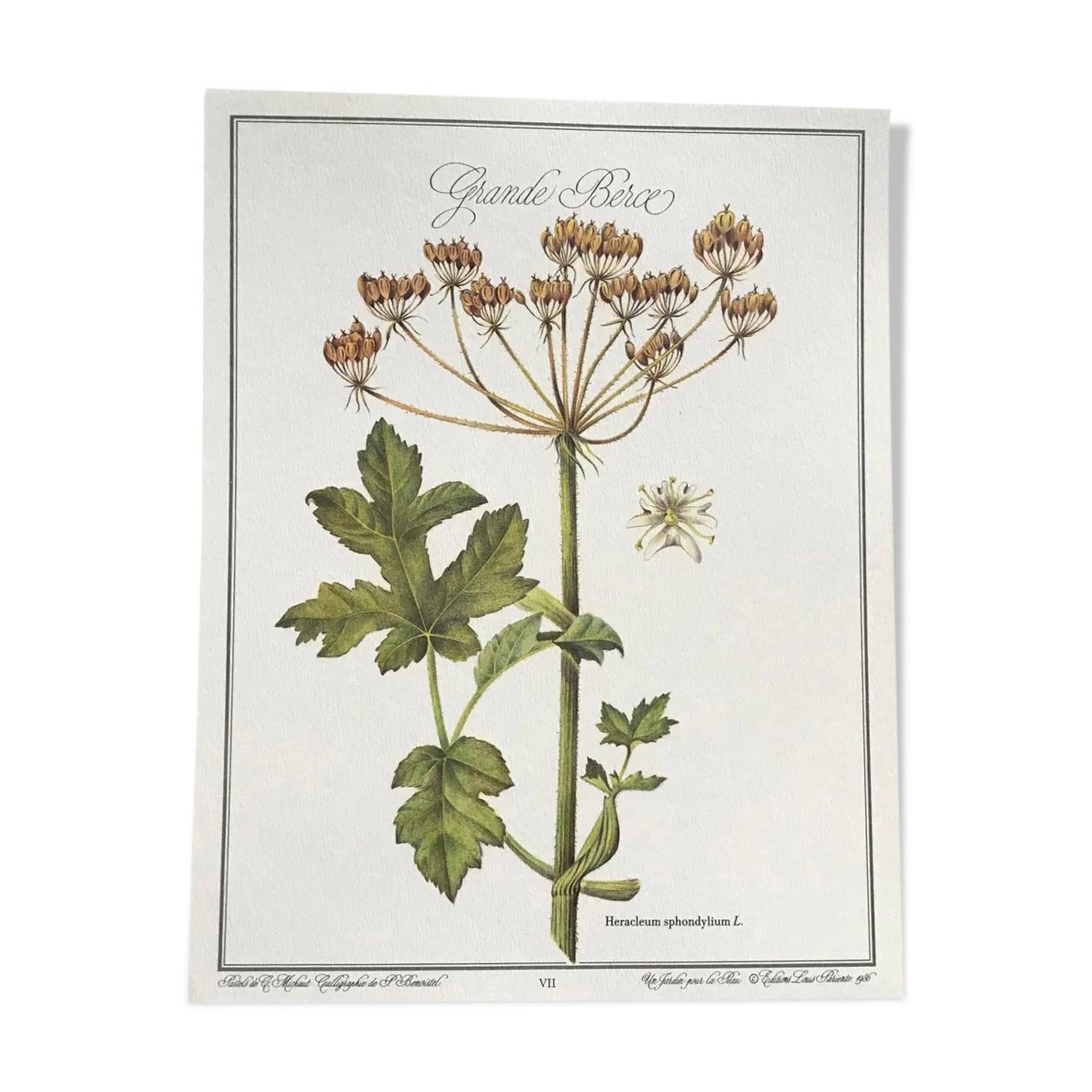 Botanical plate the great Berce