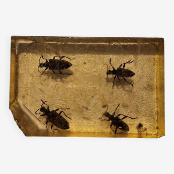 Inclusion of 4 insects under Plexiglas