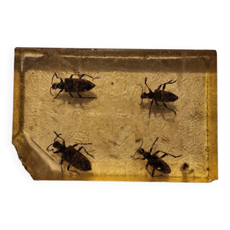 Inclusion of 4 insects under Plexiglas