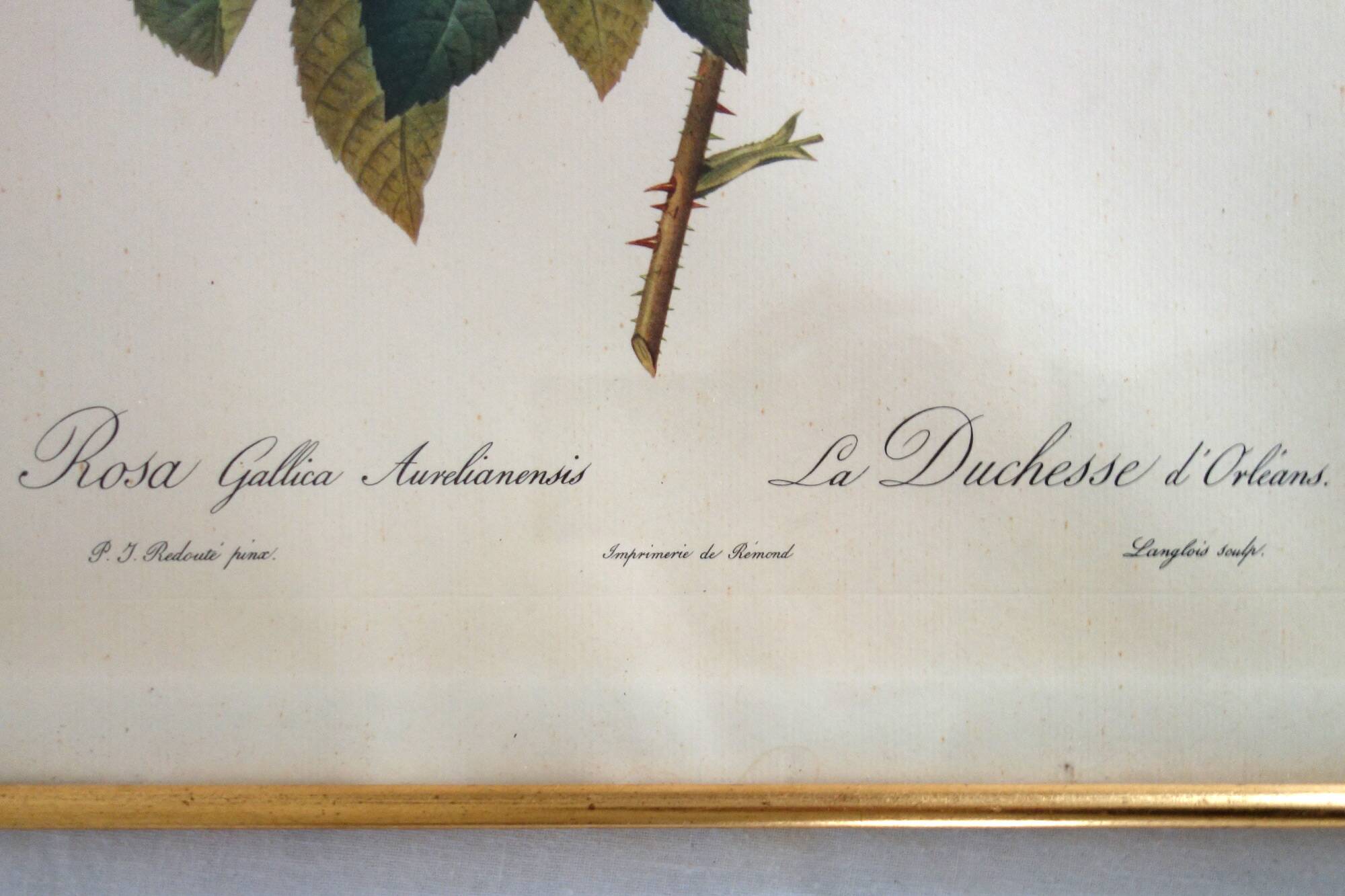 4 antique botanical plates of roses by P.J. Redouté