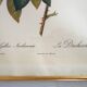 4 antique botanical plates of roses by P.J. Redouté