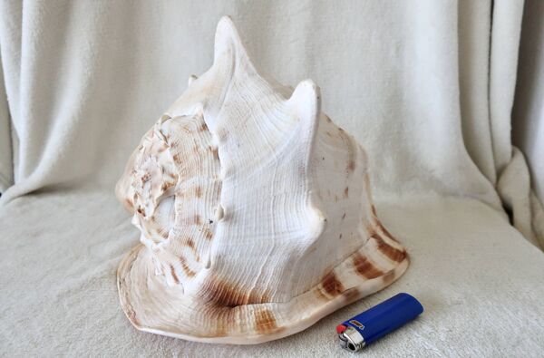 Rare et Grand ''Cassis Cornuta'', Casque Cornu 32 cm, TBE