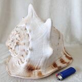 Rare and Large "Cassis Cornuta", Horned Helmet 32 cm, TBE