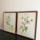 Affiches botaniques