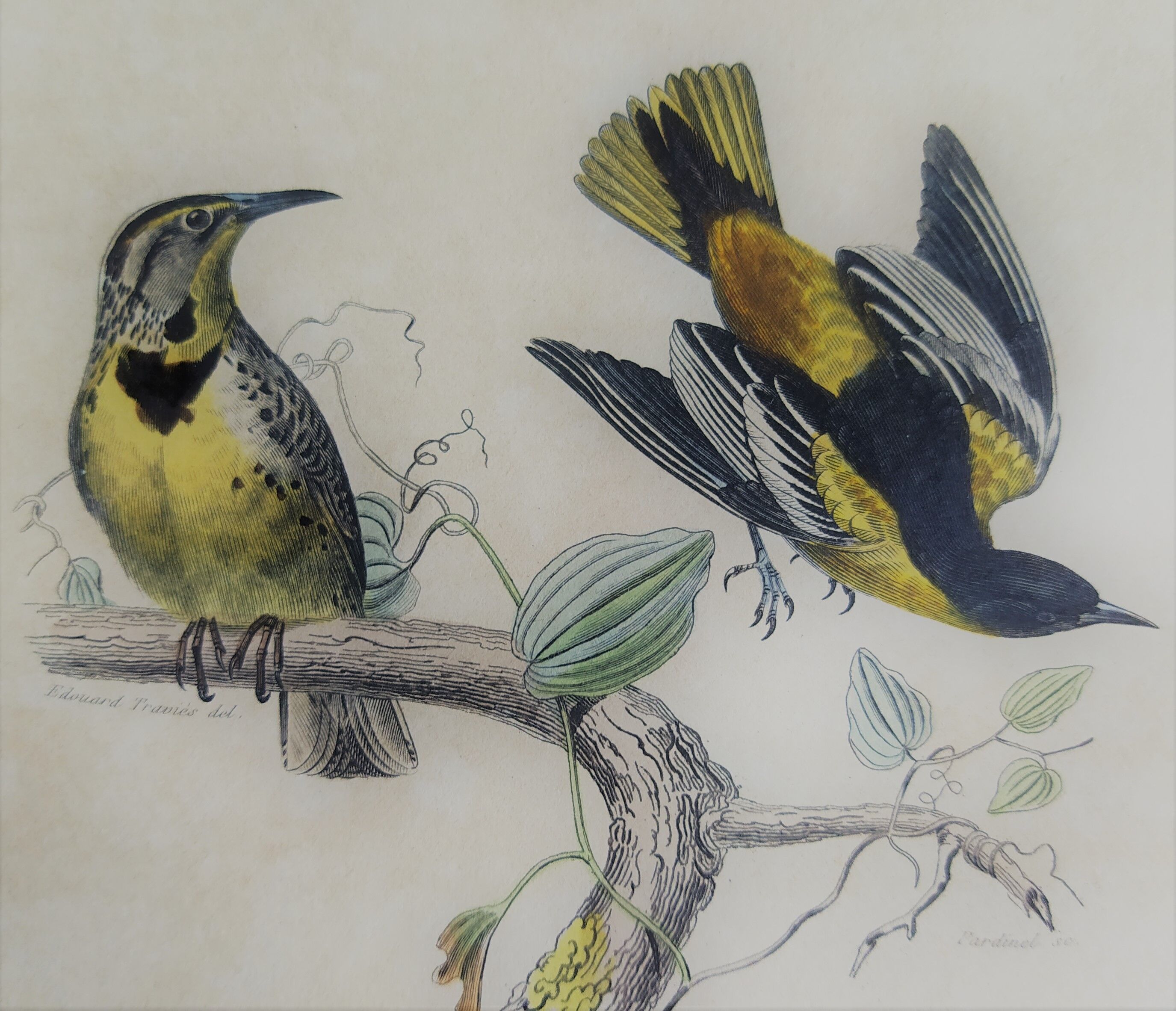 Ornithological plank "The Starling... Louisiana - The Baltimore" Buffon 1938