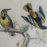 Ornithological plank "The Starling... Louisiana - The Baltimore" Buffon 1938