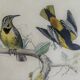 Ornithological plank "The Starling... Louisiana - The Baltimore" Buffon 1938