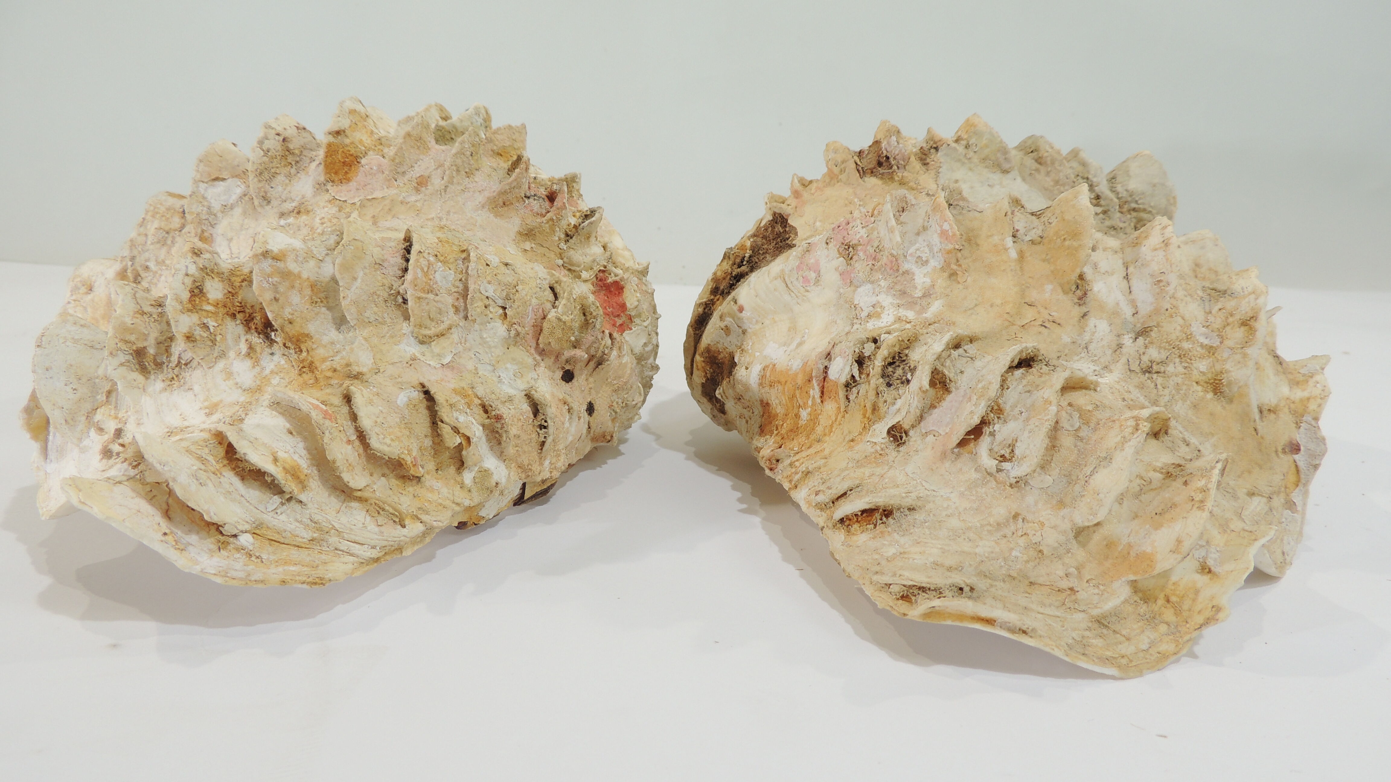 Clamshell geant/clam/Collectible shell/aquarium