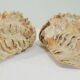 Clamshell geant/clam/Collectible shell/aquarium