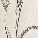 Trio of botanical plates, Ed London 1809