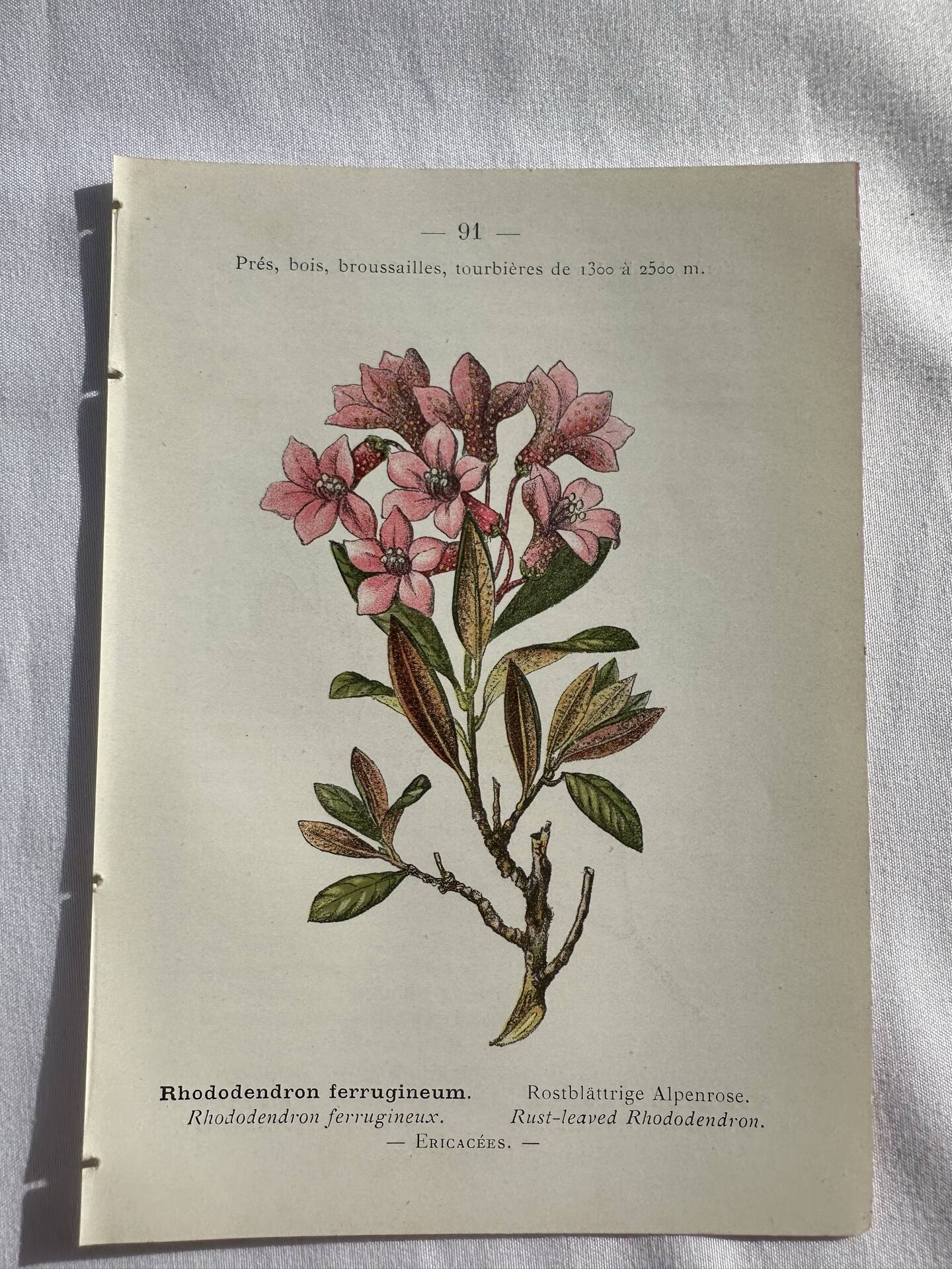 Naturalist Plate – 19th Century Botanical Engraving, Double-Sided