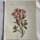 Naturalist Plate – 19th Century Botanical Engraving, Double-Sided