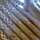 Set of 5 asparagus plates 1 dish Sarreguemines L1 / 200106