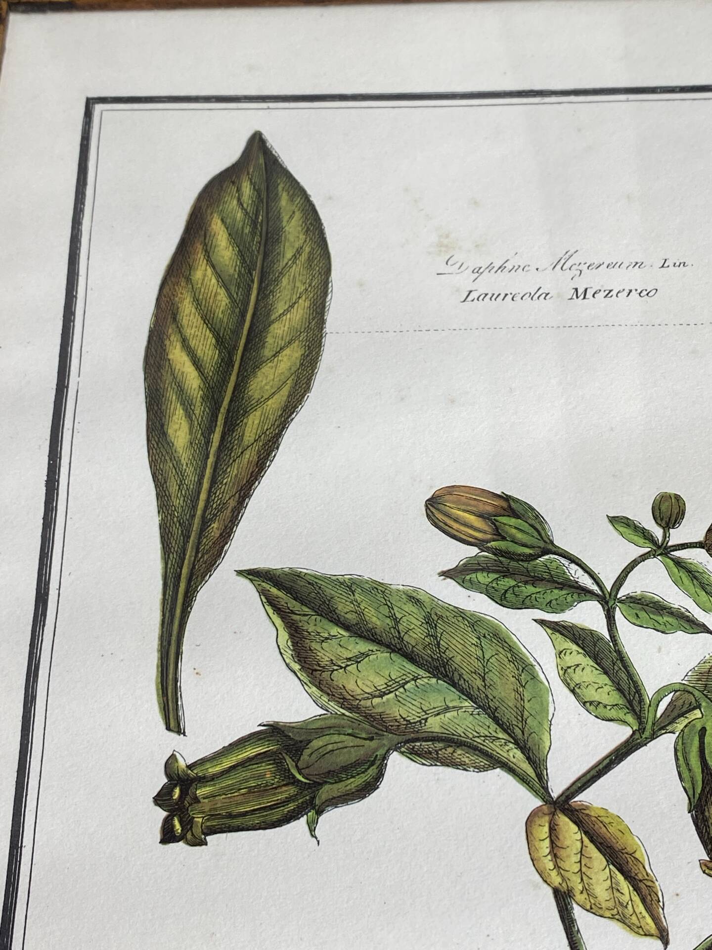 Framed botanical print, Atropa Belladonna