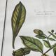 Framed botanical print, Atropa Belladonna