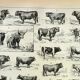 Antique engraving 1898, Ox, cow, bull, calf • Lithograph, original illustration