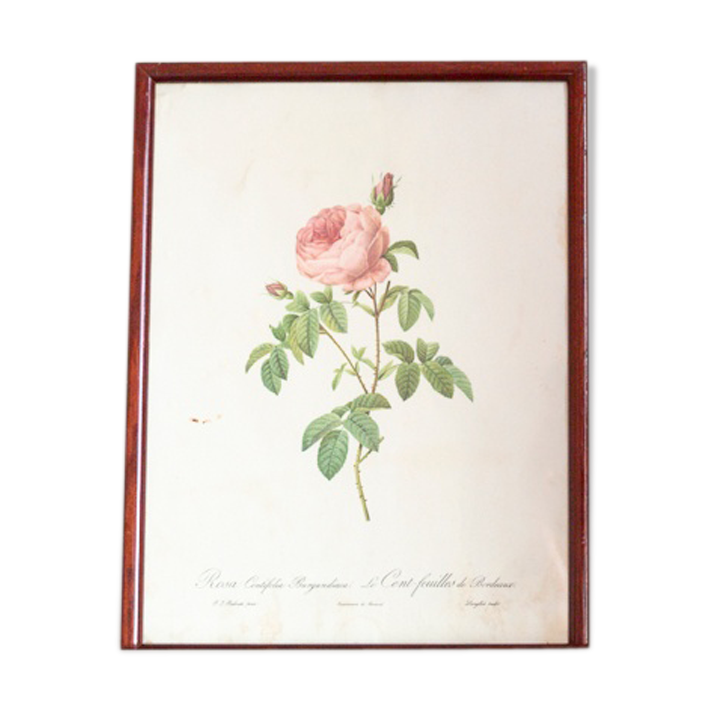 Planche botanique JP Redoute Rosa Centifolia Burgundiaca
