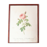 Botanical board JP Redoute Rosa Centifolia Burgundiaca