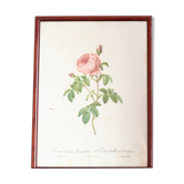Planche botanique JP Redoute Rosa Centifolia Burgundiaca