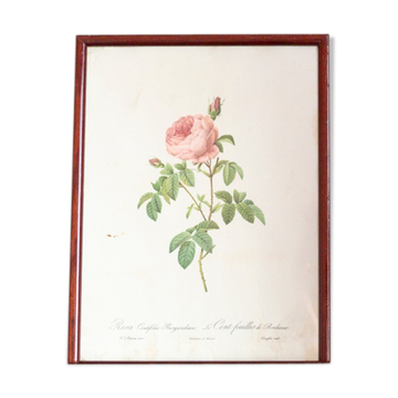 Botanical board JP Redoute Rosa Centifolia Burgundiaca