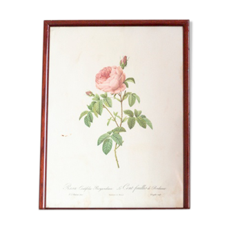 Planche botanique JP Redoute Rosa Centifolia Burgundiaca
