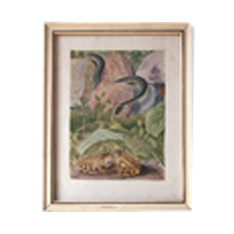 Vintage frame with snake and frogs