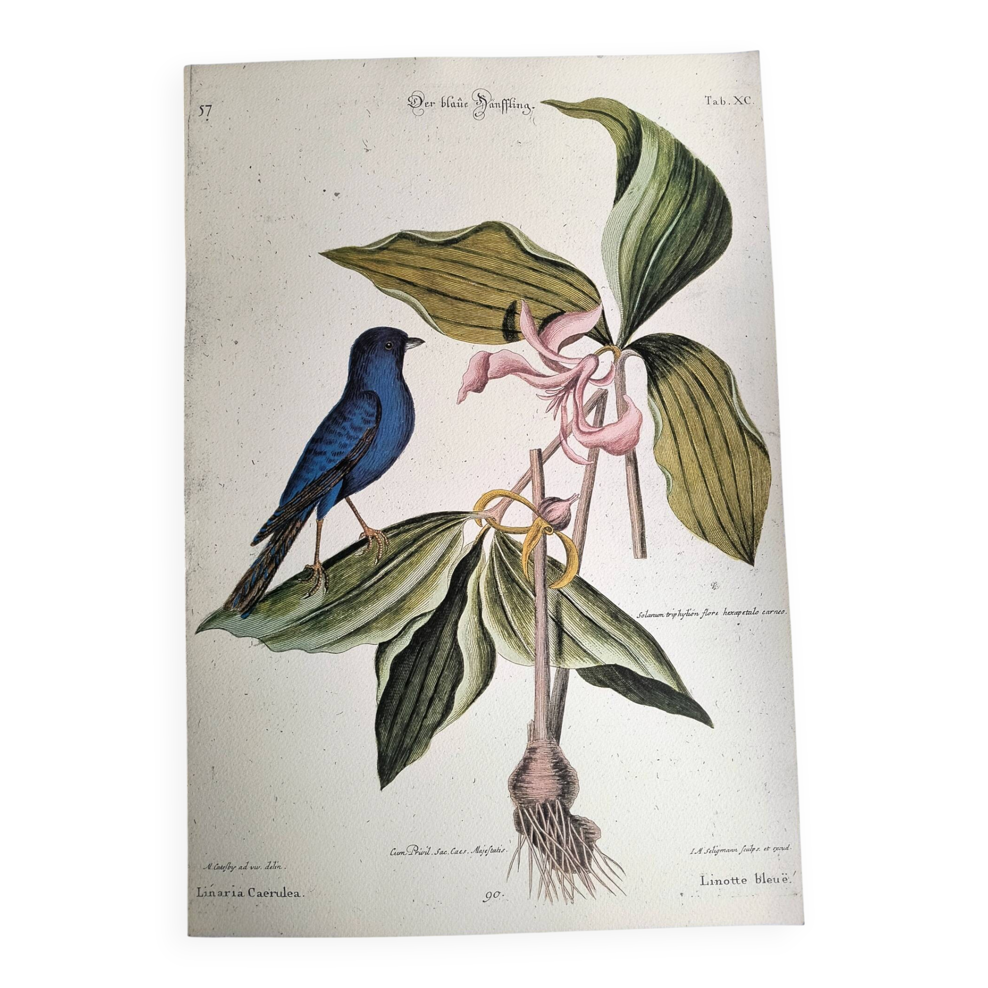 Antique bird engraving - Blue Linnet - Zoological plate by Seligmann