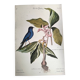 Antique bird engraving - Blue Linnet - Zoological plate by Seligmann